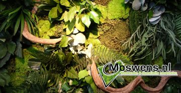 Junglewand Moswens Plantenwand 01