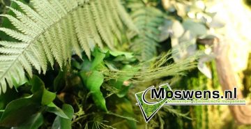 Junglewand Moswens Plantenwand 05