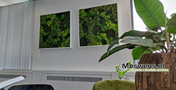 Mosschilderij met witte lijst mossenmix
