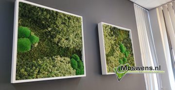Mosschilderij met witte lijst mossenmix met kleur Vetus