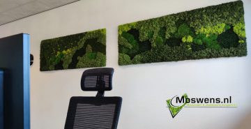 Mosschilderijen mossenmix mosmuur rolfstone alkmaar