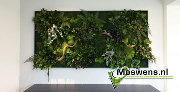 Moswens Junglewand 02