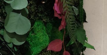Junglewand met rood blad