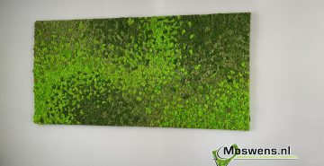 Mosschilderij mossenmix rendiermos